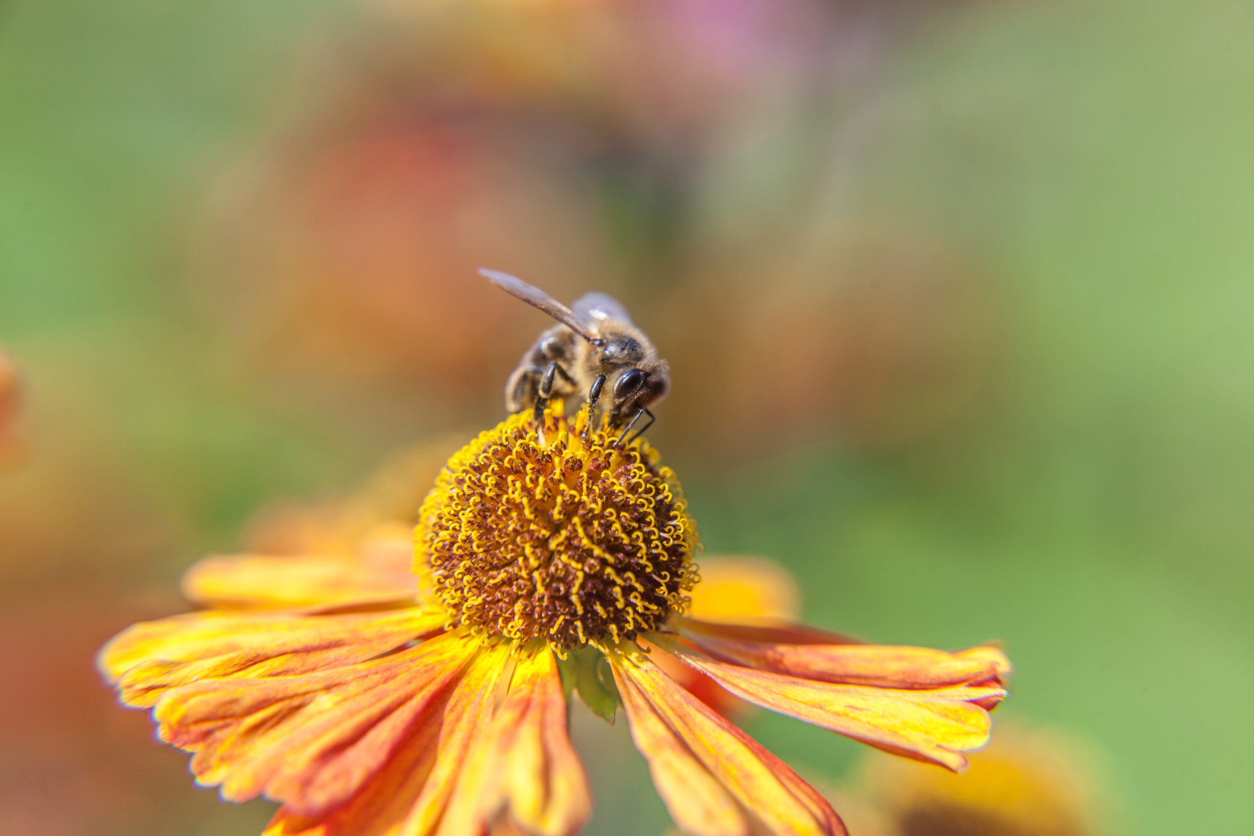 Honey bee covered with yellow pollen drink nectar, pollinating orange flower. Inspirational natural floral spring or summer blooming garden or park background. Life of insects. Macro close up